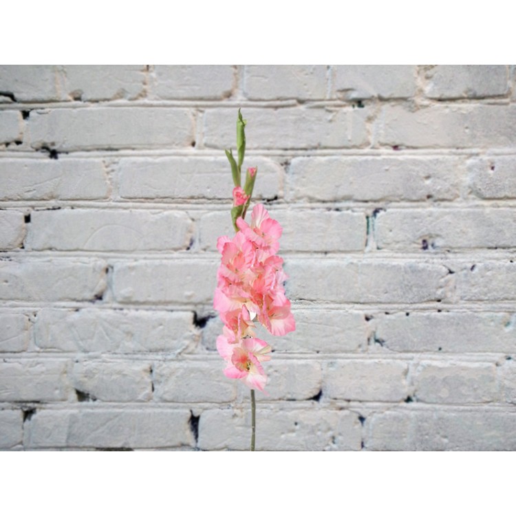 Гладиолус РОЗОВЫЙ
