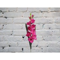 Гладиолус МАЛИНОВЫЙ
