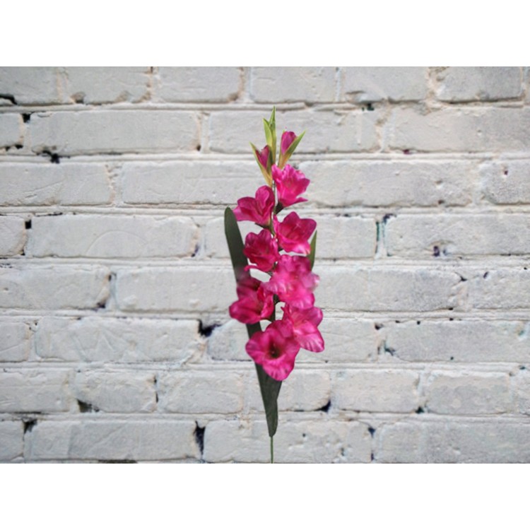 Гладиолус МАЛИНОВЫЙ
