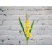 Sale Gladiolus YELLOW