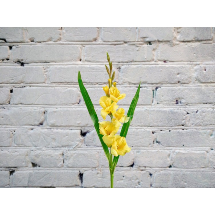 Гладиолус ЖЕЛТЫЙ
