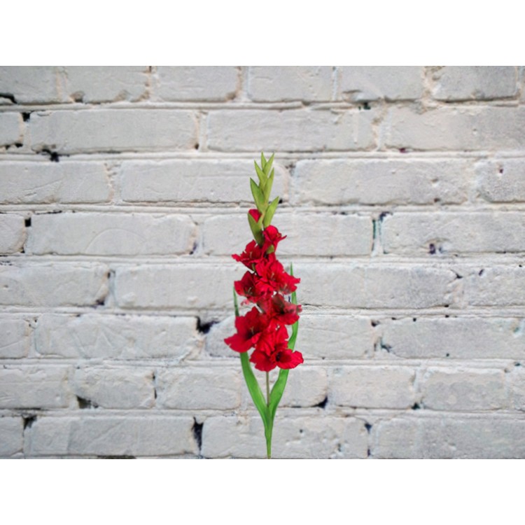 Гладиолус КРАСНЫЙ
