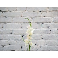 Гладиолус БЕЛЫЙ
