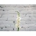 Sale Gladiolus WHITE