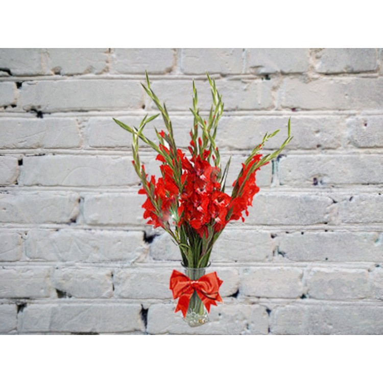 Sale Bouquet of 9 red gladioli in a vase
