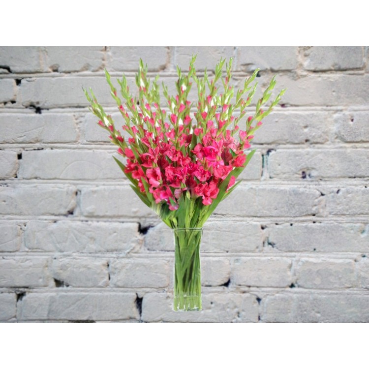 Sale Bouquet of 19 pink gladioli in a vase
Sale Bouquet of 19 pink gladioli in a vase