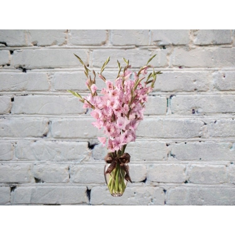 Sale Bouquet of 9 pink gladioli in a vase
Sale Bouquet of 9 pink gladioli in a vase