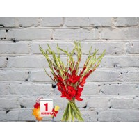 Gladiolus ORANGE
Gladiolus ORANGE