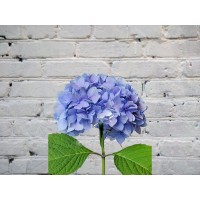 Hydrangea blue
