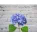 Sale Hydrangea blue