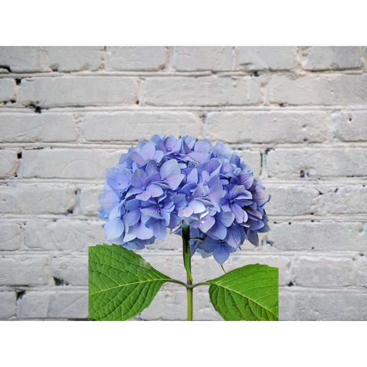 Sale Hydrangea blue
Sale Hydrangea blue