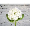 White Hydrangea
