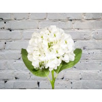 White Hydrangea
