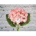 Sale Pink hydrangea