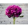 Purple Hydrangea
