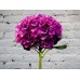 Sale Purple Hydrangea