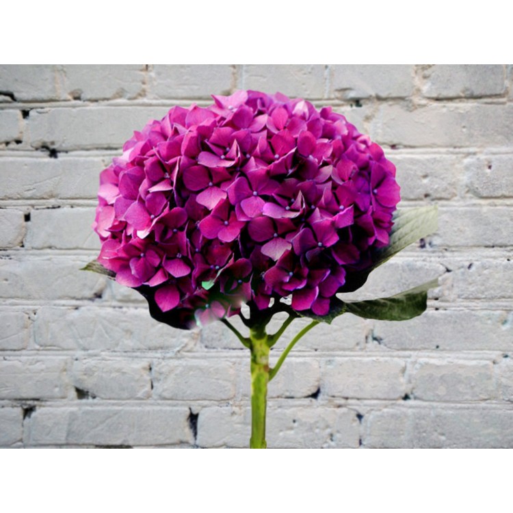 Sale Purple Hydrangea
Sale Purple Hydrangea