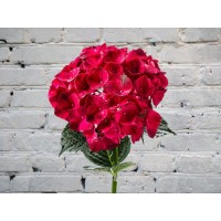 Red hydrangea
