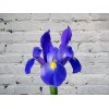Iris blue
