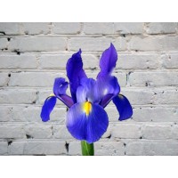 Iris blue
