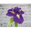 Ирис фиолетовый
