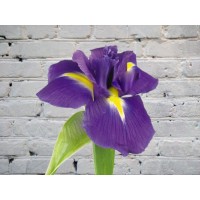 Iris purple
