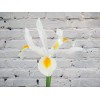 Iris white
Iris white