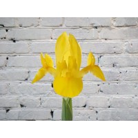 Iris Yellow
