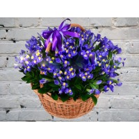 Корзина с Синими Ирисами
