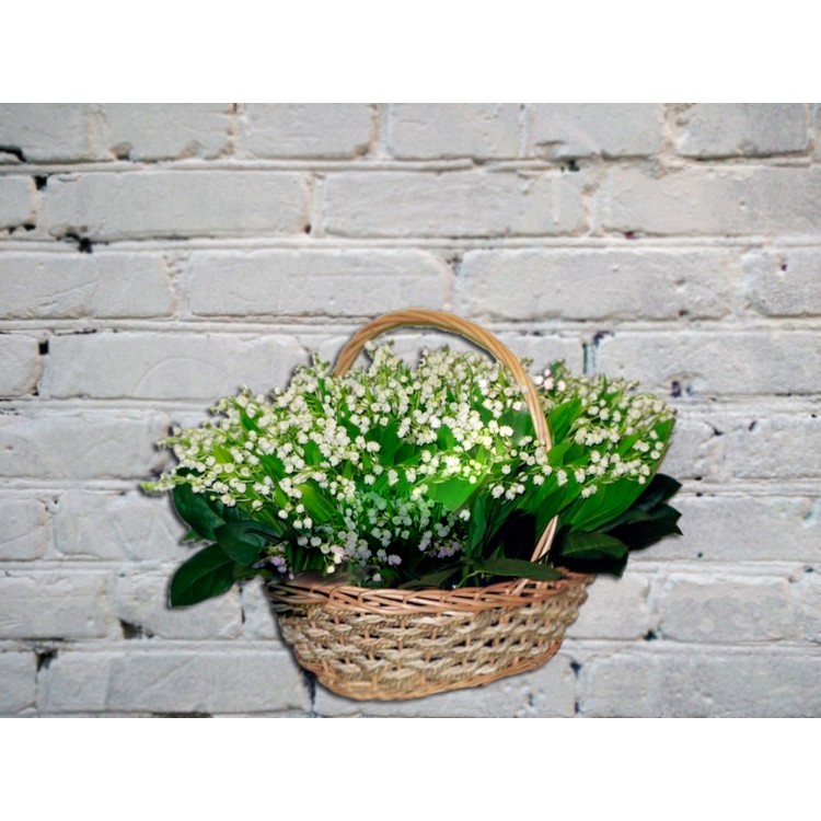 Букет из 25 ландышей с лентой
