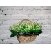 Sale A bouquet of 151 lilies of the valley in a basket