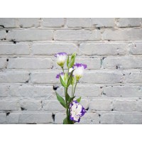 Lisianthus white-violet (eustoma)
