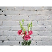 Lisianthus pink (eustoma)
