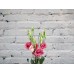 Sale Lisianthus pink (eustoma)