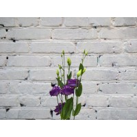 Lisianthus violet (eustoma)

