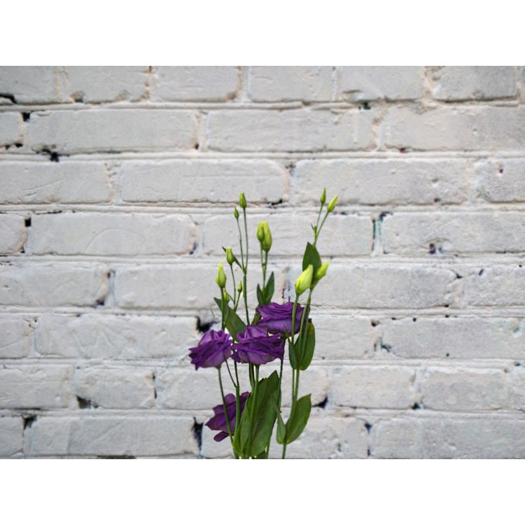 Sale Lisianthus violet (eustoma)
