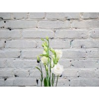 Lisianthus belyi (eustoma)
