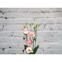 Lisianthus white-pink (eustoma)
