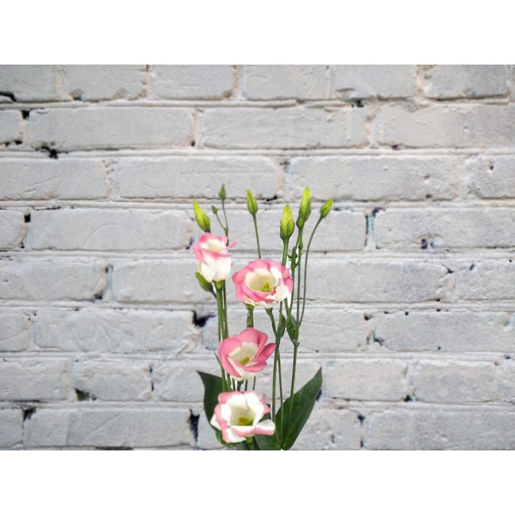 Лизиантус бело-розовый (эустома)
