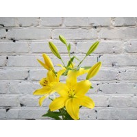 Yellow Lily
