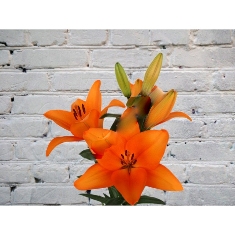 Лилия Оранжевая
