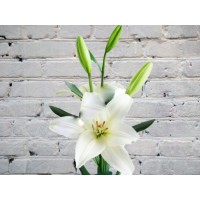 White Lily
