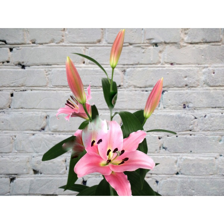 Лилия Розовая
