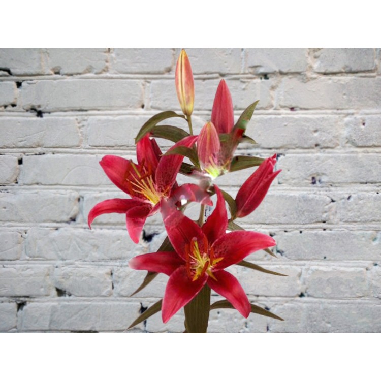 Лилия Красная
