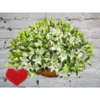 Basket of 101 Lilies
