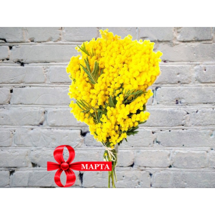 Sale Bouquet of Mimosa
Sale Bouquet of Mimosa