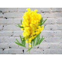 Мимоза ИТАЛИЯ
