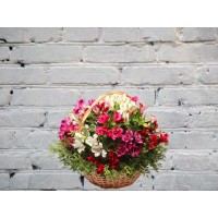Basket with Alstroemeria Mix
