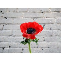 Anemone red EXTRA
