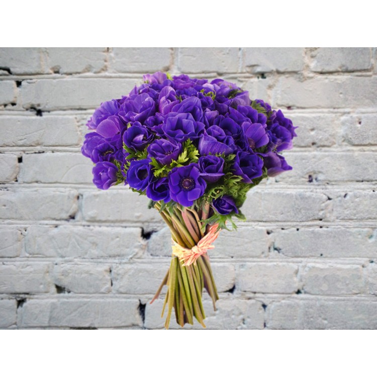 Sale Bouquet of 49 Blue Anemones
